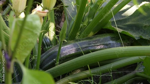 Green Zucchini on a plant on the ground