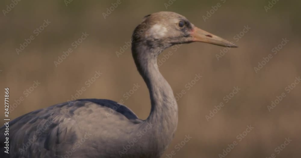 common cranes in autumn - vorpommern, Germany common cranes in autumn - vorpommern, Germany