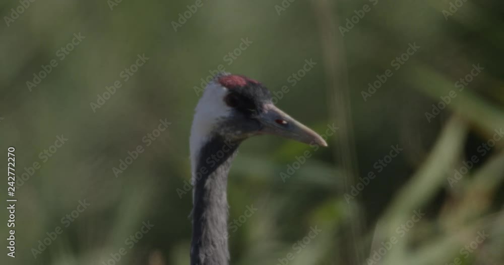 common cranes in autumn - vorpommern, Germany common cranes in autumn - vorpommern, Germany