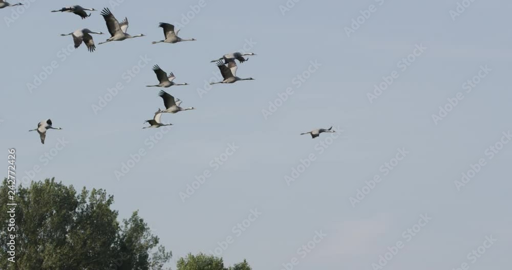 common cranes in autumn - vorpommern, Germany common cranes in autumn - vorpommern, Germany