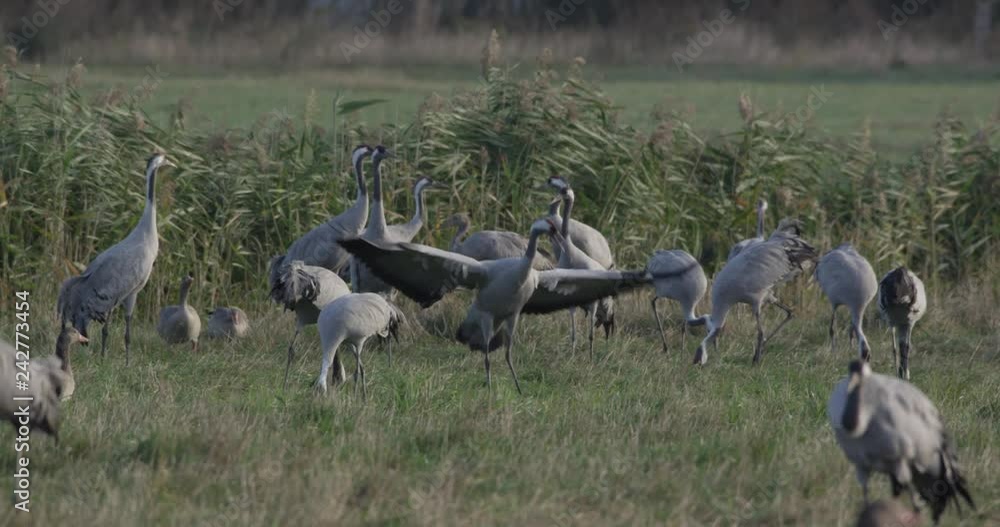 common cranes in germany - vorpommern common cranes in germany - vorpommern