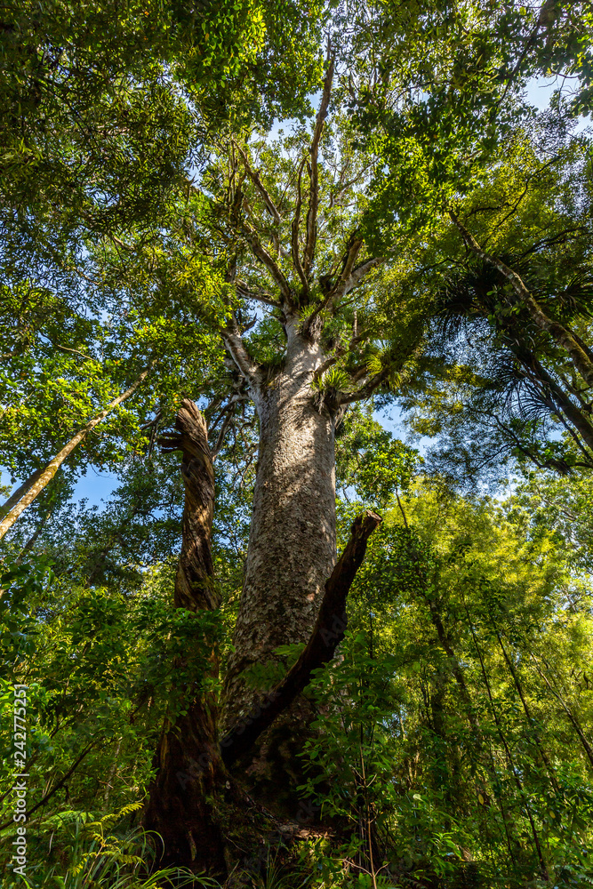 Kauri tree in Waipoua Forest, New Zealand