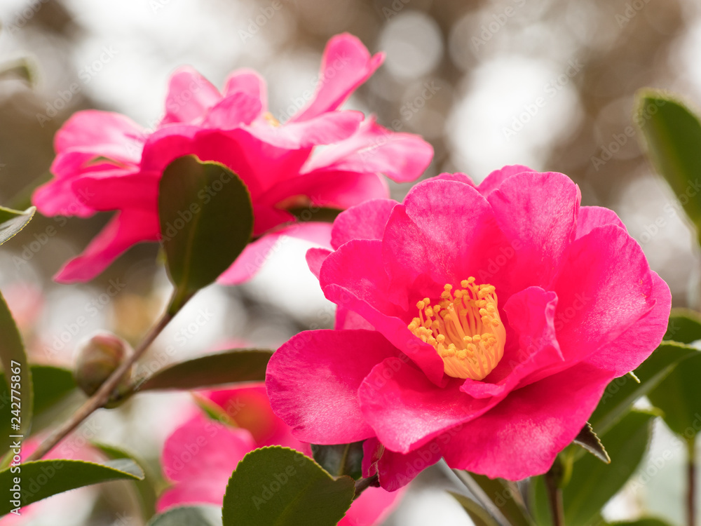 Obraz premium サザンカの花