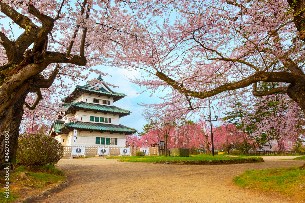 Full bloom Sakura - Cherry Blossom at Hirosaki castle in Hirosaki park, Japan
