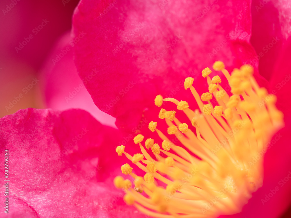 サザンカの花 サザンカの花