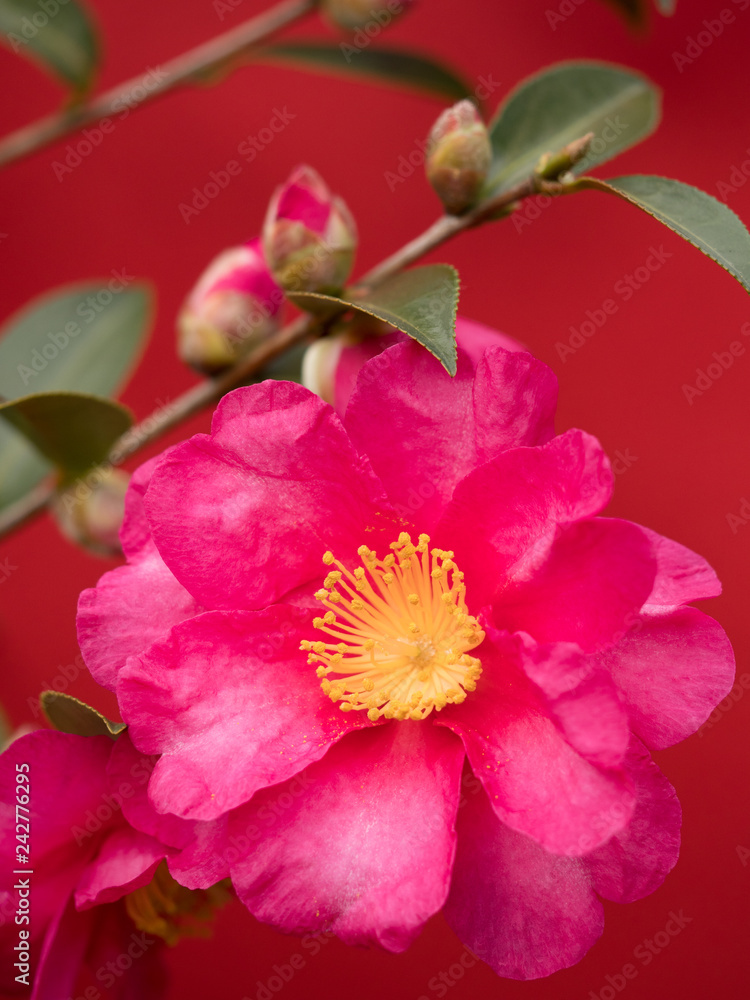 Fototapeta premium サザンカの花