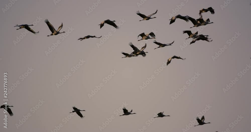 common cranes in germany - vorpommern common cranes in germany - vorpommern