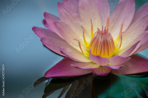 Fotografie スイレン3