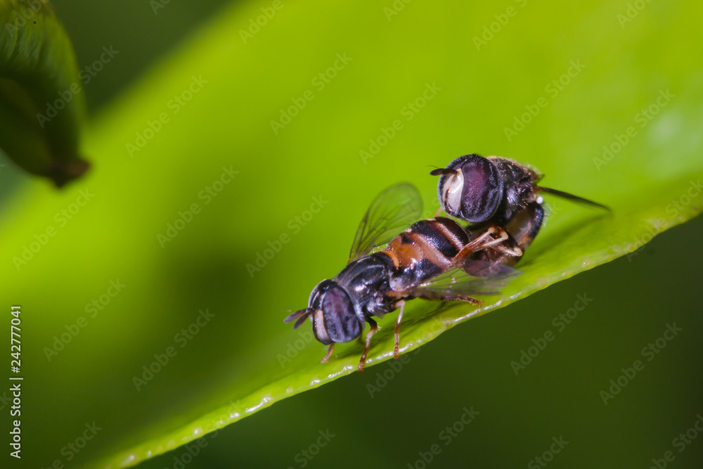 Naklejka premium hoverflies mating on green leaf