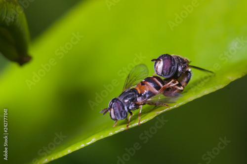 hoverflies mating on green leaf