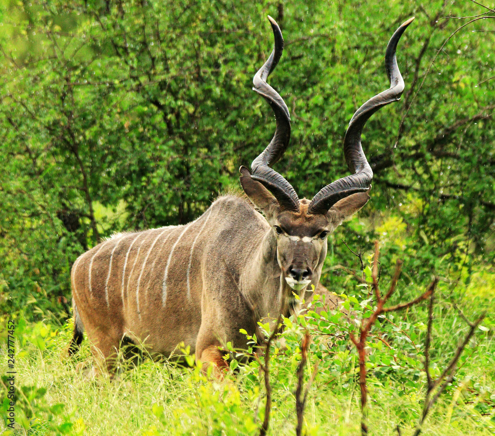Male Kudu in Kruger National Park Male Kudu in Kruger National Park