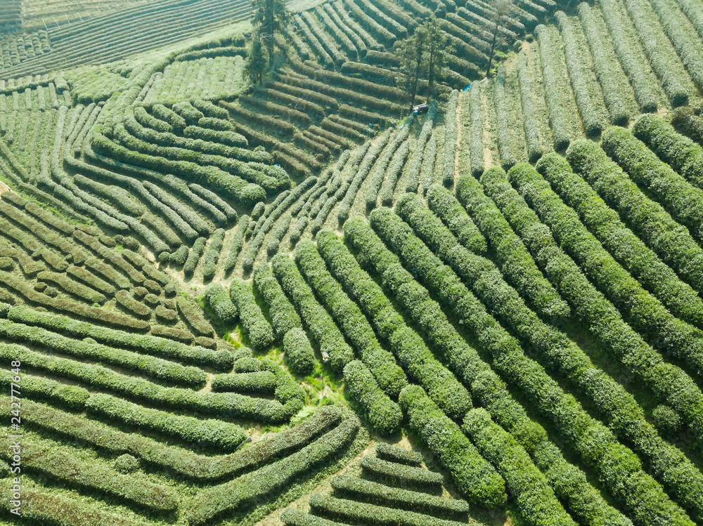 Aerial photography green tea garden Aerial photography green tea garden