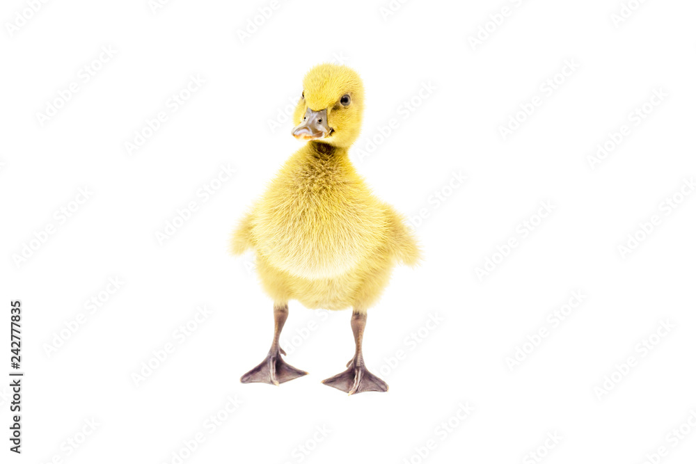 Yellow ducklings standing on a white background.