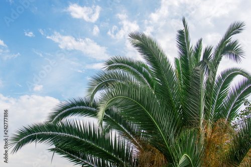 southern green palm tree with beautiful leaves on blue sky background with clouds