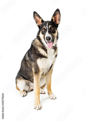 Shepherd Mixed Breed Dog Sitting Side