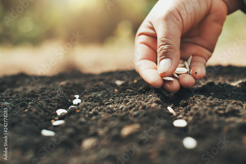 Fotografie, Obraz hand planting pumpkin seed in the vegetable garden and light warm