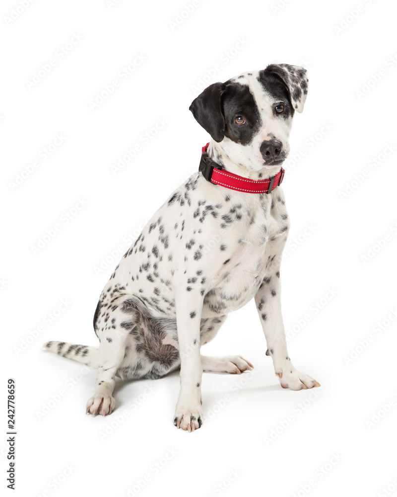 Spotted Mixed Breed Dog Sitting to Side