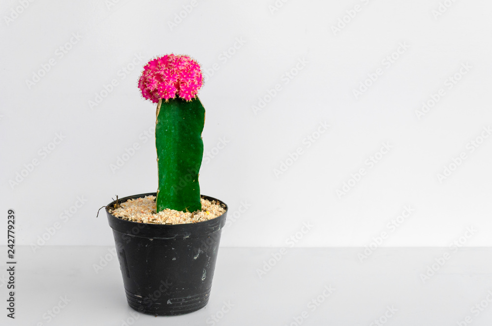 cactus isolated on white background - Image