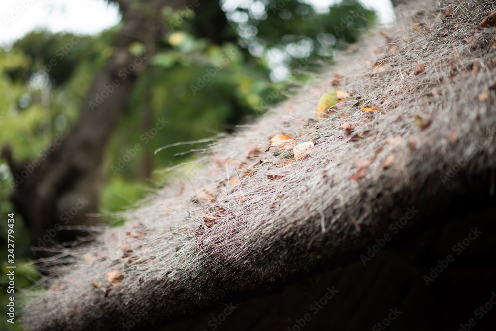 Obraz premium 日本庭園