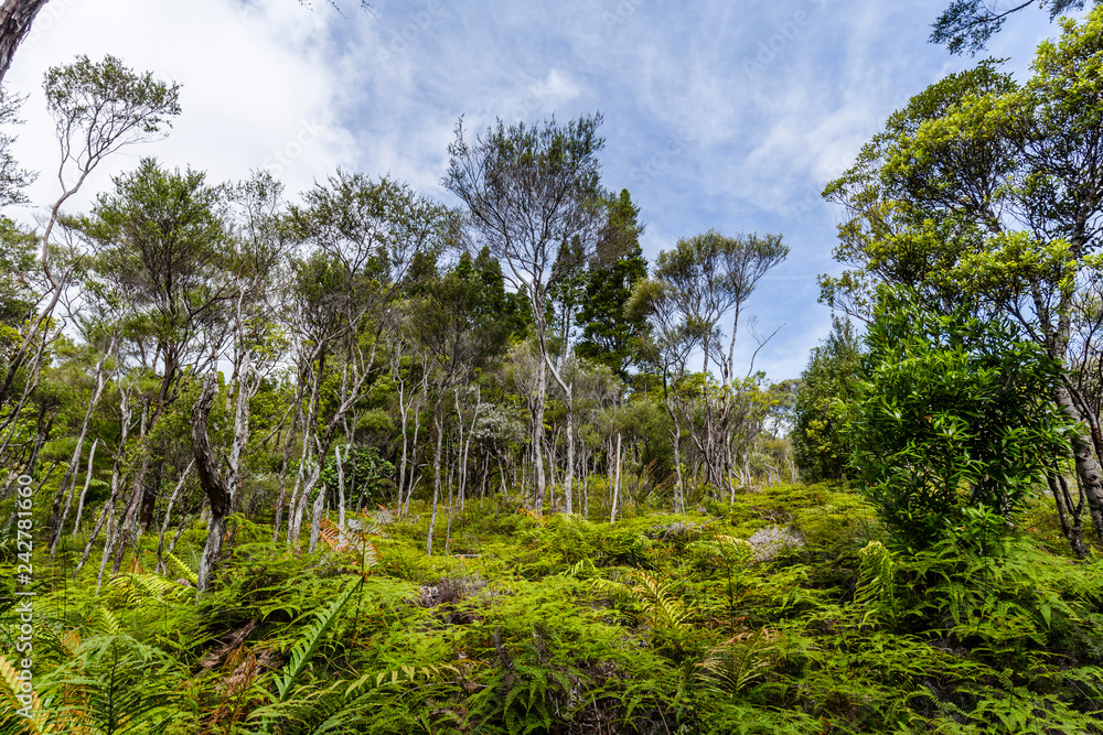 Waipoua Forest, New Zealand Waipoua Forest, New Zealand
