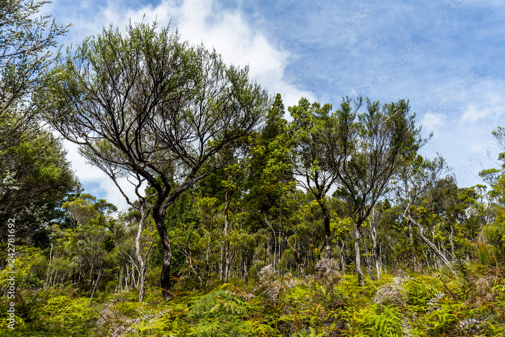 Waipoua Forest, New Zealand