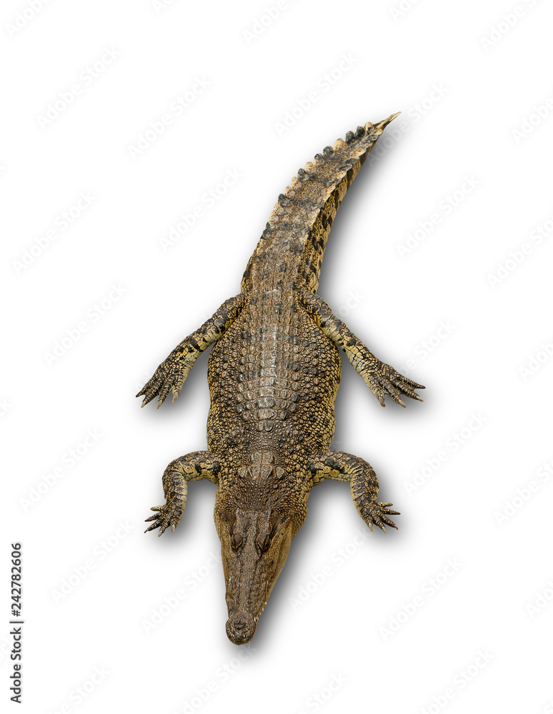 Naklejka premium Bliska duży krokodyl na białym tle