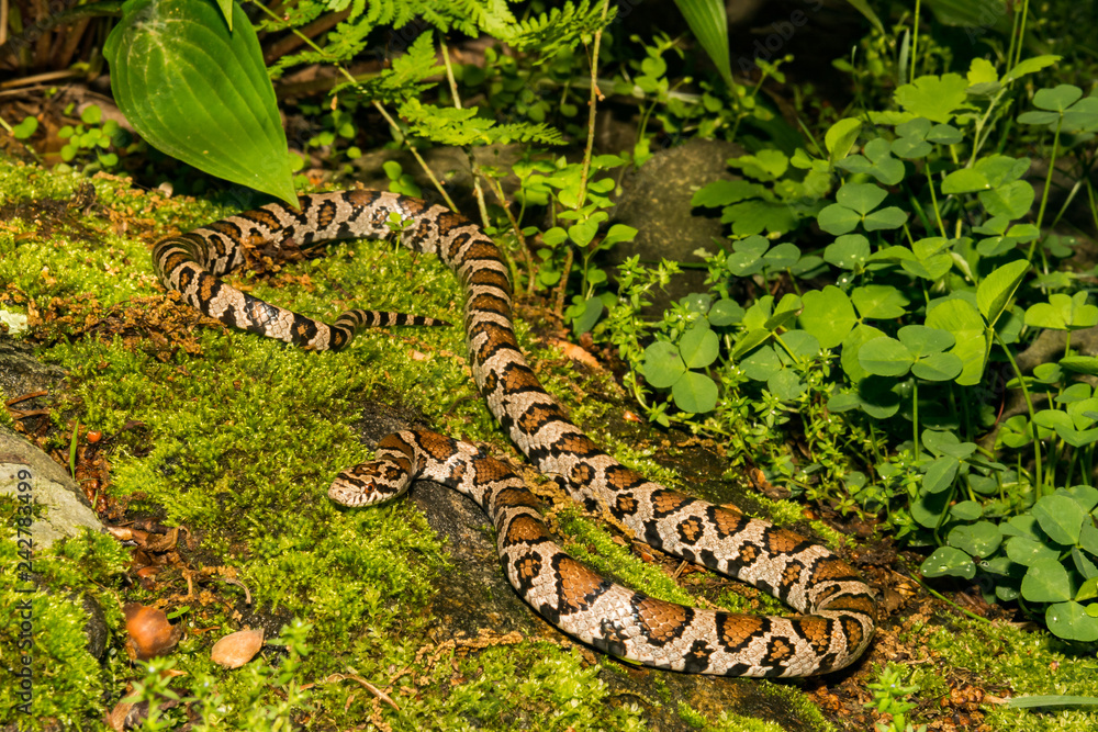 Fototapeta premium Eastern Milk Snake (Lampropeltis trianulum)