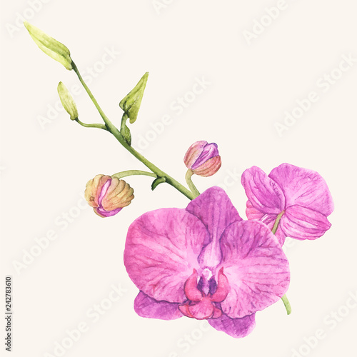 Hand drawn orchid flower isolated