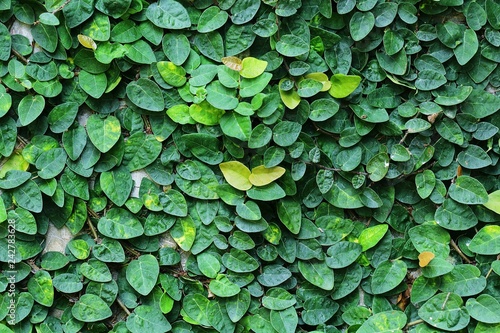 The background of the wall with green leaves covered