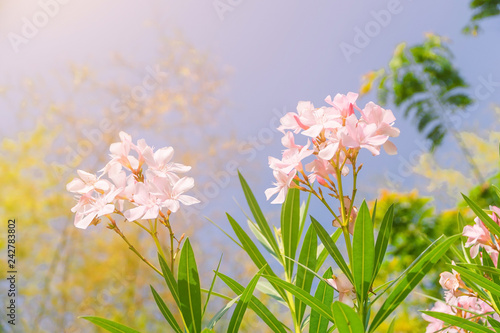 Oleander flower, flower background, Pink flower in the morning, Close-up of first flowers on spring.