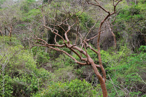 Dry tree among lush greenery of the jungle