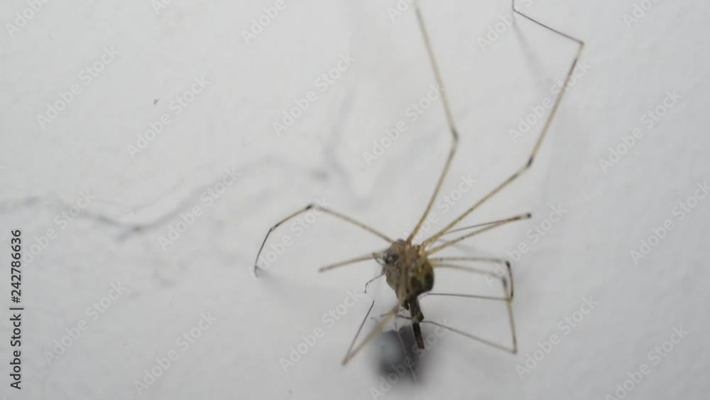 Spiders eat prey with the method of wrapping fibers. Spiders eat prey with the method of wrapping fibers.