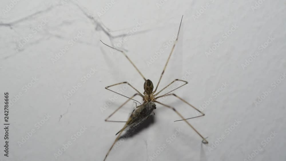 Spiders eat prey with the method of wrapping fibers. Spiders eat prey with the method of wrapping fibers.