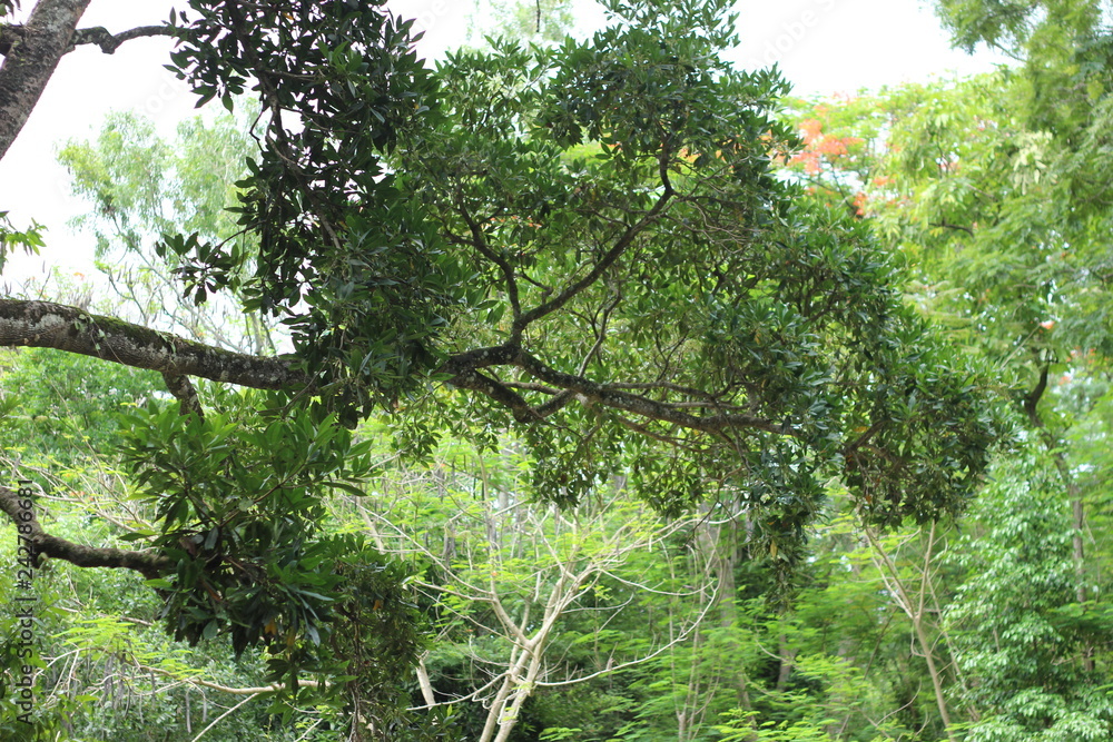 Fototapeta premium tree in the forest