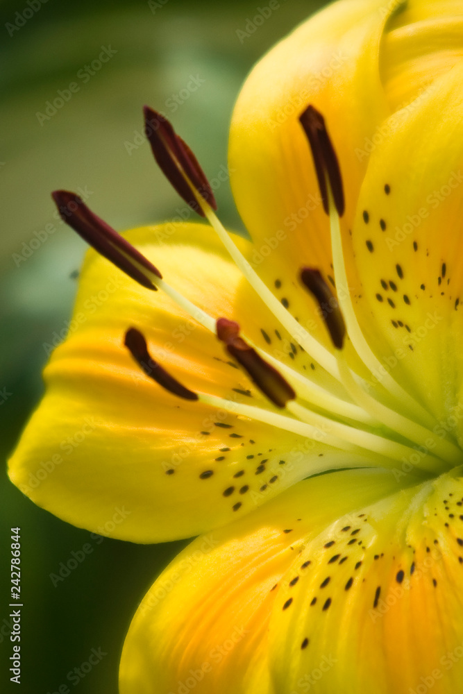 Yellow Lily