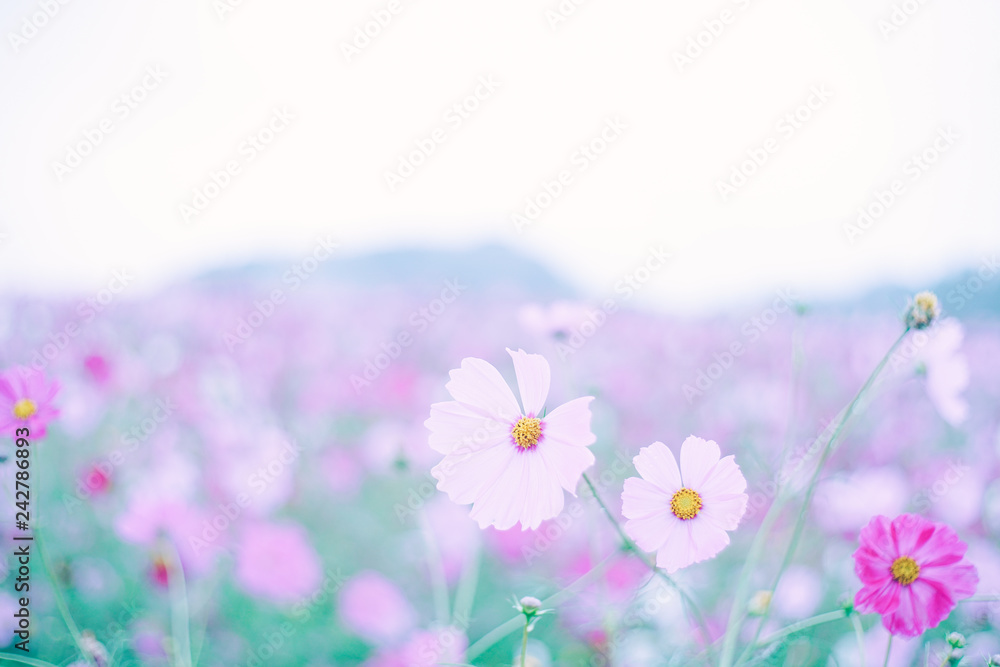 cosmos Stock Photo | Adobe Stock