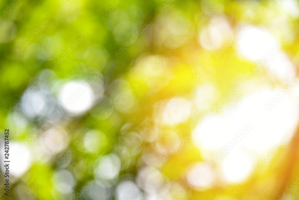 bokeh abstract background / Natural green bokeh and yellow sunlight colorful texture background bokeh abstract background / Natural green bokeh and yellow sunlight colorful texture background