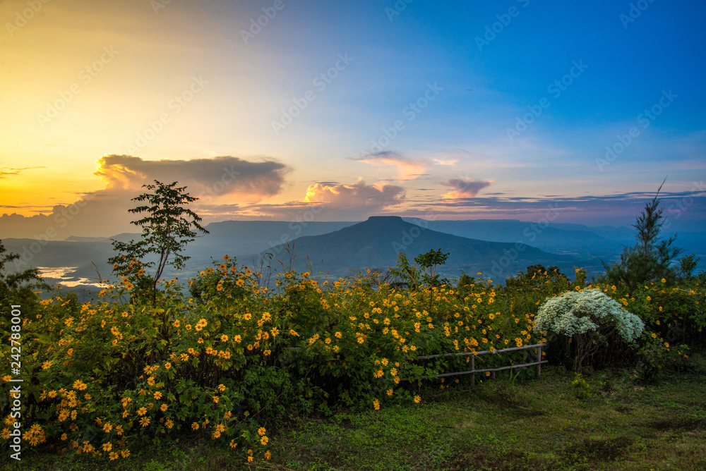 Landscape Thailand beautiful mountain scenery view on hill with tree marigold flower field phu pa poh Loei or Fuji of Thailand