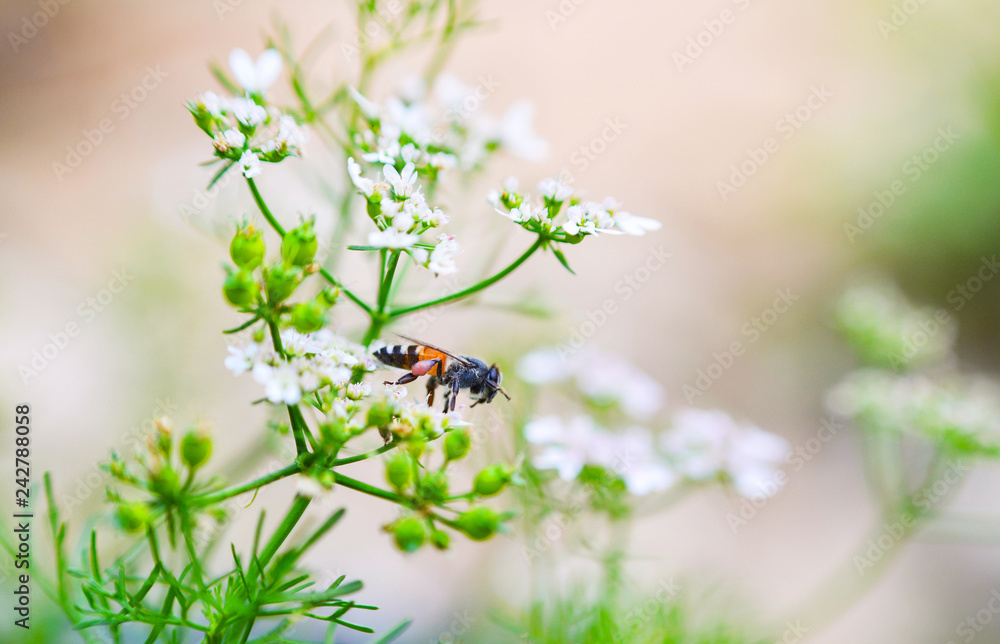 Nature green white vegetable flower background Close up insect bee collects pollen for honeybee Nature green white vegetable flower background Close up insect bee collects pollen for honeybee