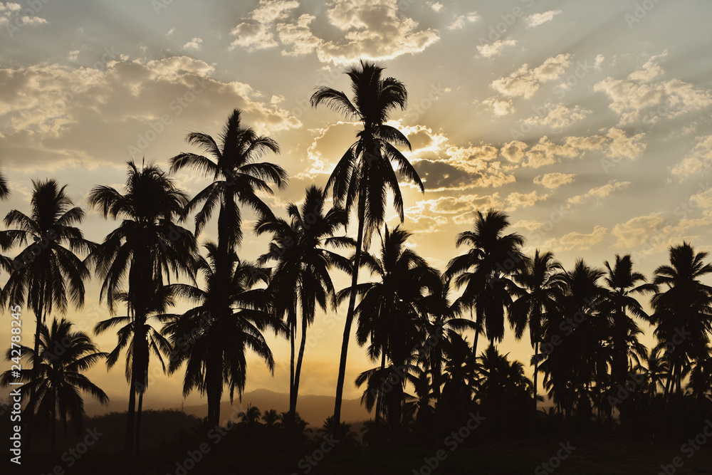 Palms and sunset