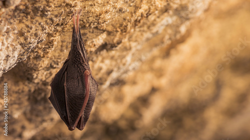 Close up small sleeping horseshoe bat covered by wings, hanging upside down on top of cold natural rock cave while hibernating. Creative wildlife photography. Creatively illuminated blurry background.
