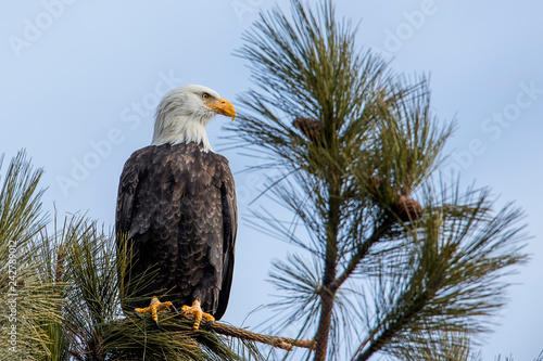 Alert bald eagle in a tree.