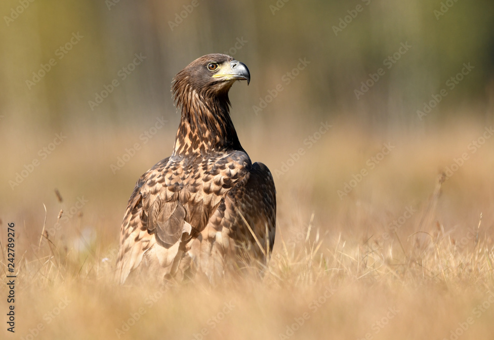 White tailed eagle (Haliaeetus albicilla) White tailed eagle (Haliaeetus albicilla)