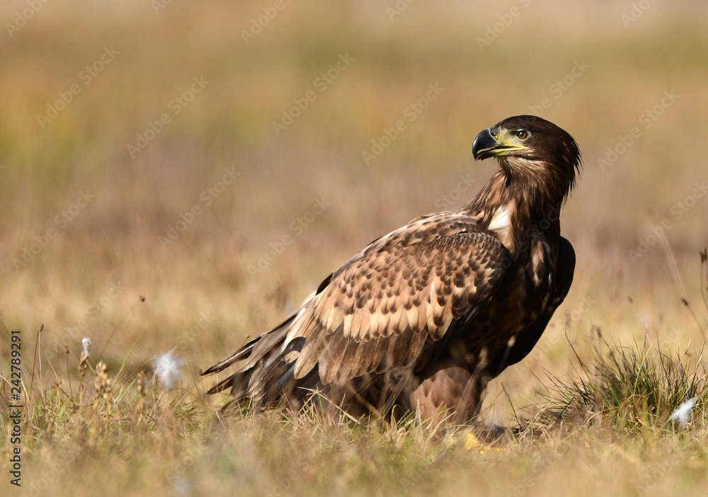 Fototapeta premium White tailed eagle (Haliaeetus albicilla)