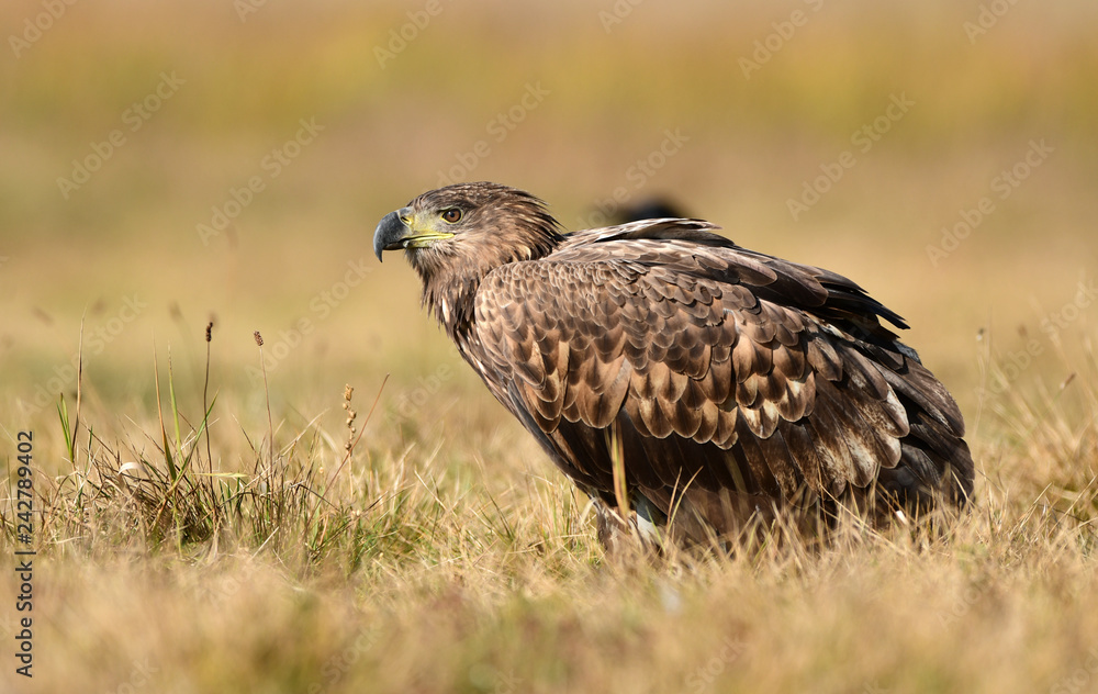 Fototapeta premium White tailed eagle (Haliaeetus albicilla)
