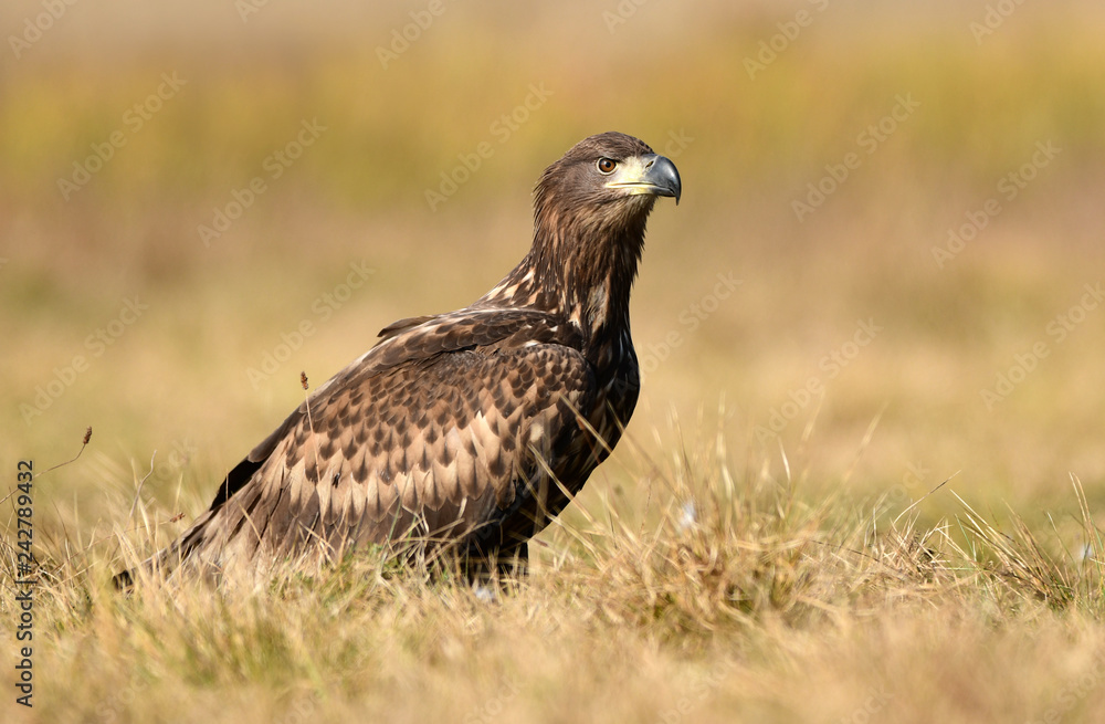 White tailed eagle (Haliaeetus albicilla) White tailed eagle (Haliaeetus albicilla)