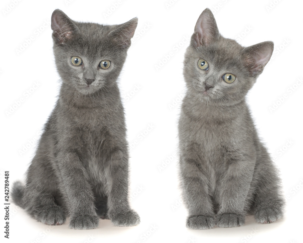 Two small gray shorthair kitten sitting isolated Two small gray shorthair kitten sitting isolated