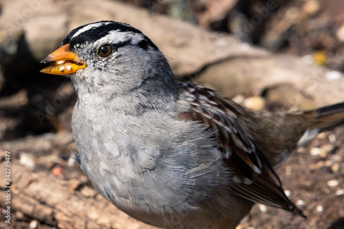 Close up of White-crowned Sparrow eating seeds off the ground 