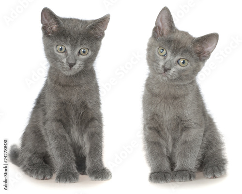 Wallpaper Mural Two small gray shorthair kitten sitting isolated Torontodigital.ca