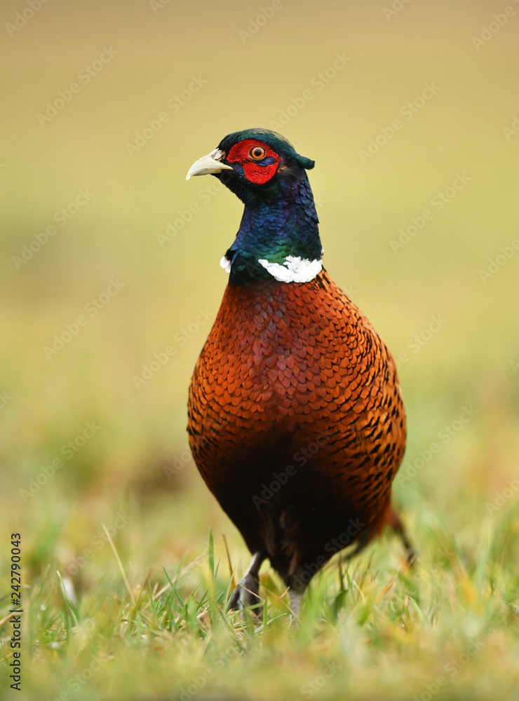 Naklejka premium Ringneck Pheasant (Phasianus colchicus)